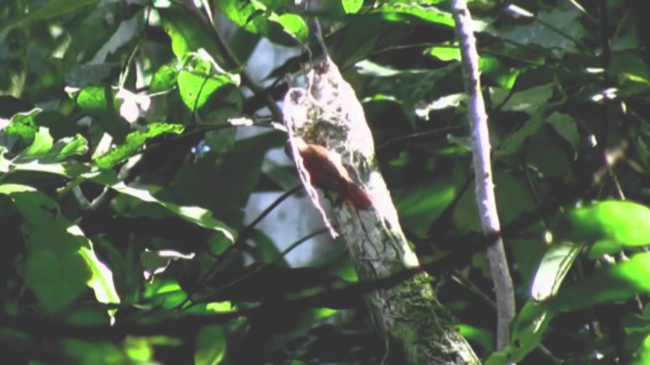 Streaked Xenops (Xenops rutilans)