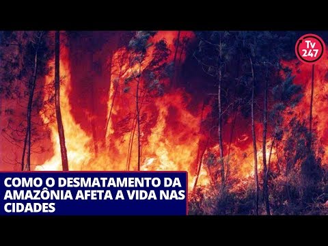 dilma rousseff formação Como o desmatamento da Amazônia afeta a vida nas cidades