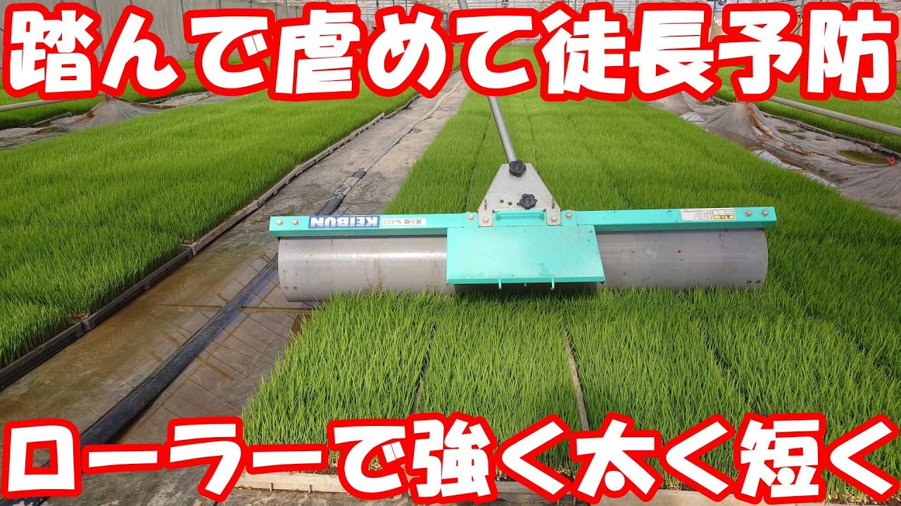ローラー苗踏みで徒長予防と苗の強化を。