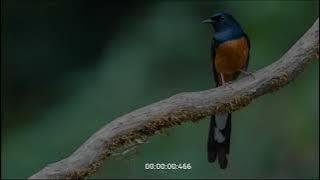 ! Efek Suara - Burung-burung di Hutan