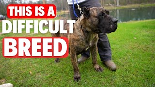 Hard Dogs to Handle!!! Managing GIANT DOG BREEDS!?!?! (Presa Canario)