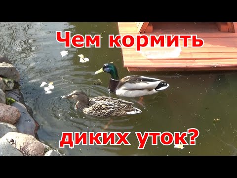 Чем кормить диких уток в домашних условиях в искусственном пруду? Когда ждать утят?