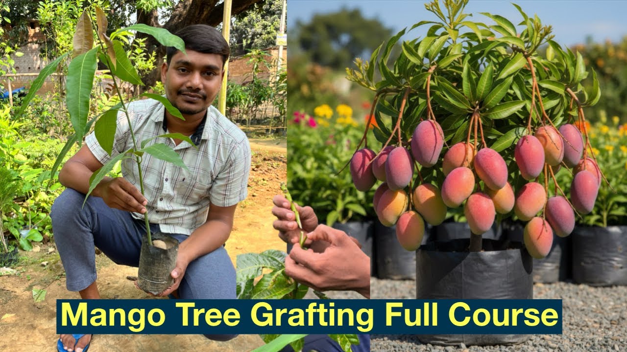How to Mango🥭tree grafting. mango tree grafting #mango #mangografting # ...