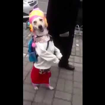 WTF :D LIKE - Best Instagram & Vine Videos Nadya Ok Lisa Taylor Weijie Hu Evelien