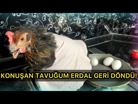 YEMEK YAPAN ANTEPLİ TAVUĞUM ERDAL !