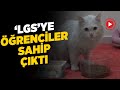 KÖPEKLERİN YARALADIĞI SOKAK KEDİSİNE ÖĞRENCİLER SAHİP ÇIKTI 🐱