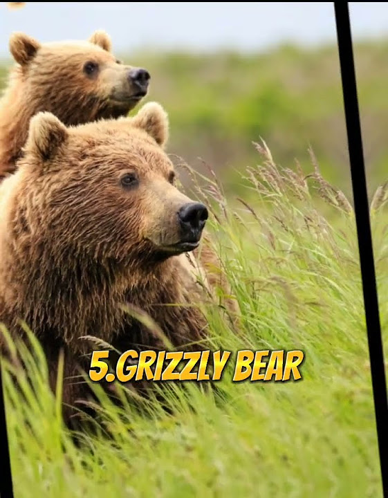 top-5-strongest-animals-in-the-world-shorts-strongest-animals-youtube