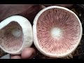 Как снять и получить споры грибов Шампиньона для получения Мицелия. Споровая взвесь Шампиньона