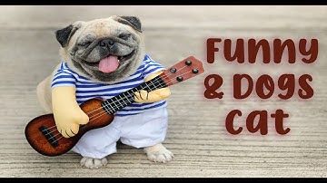 Try Not To Laugh Challenge - Funny Cat & Dog Vines compilation 2020