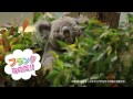 鹿児島　平川動物公園　テレビCM　2015春 の動画、YouTube動画。