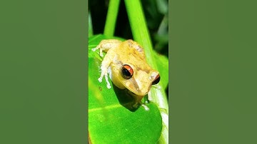 Thumbnail of Cool Coqui