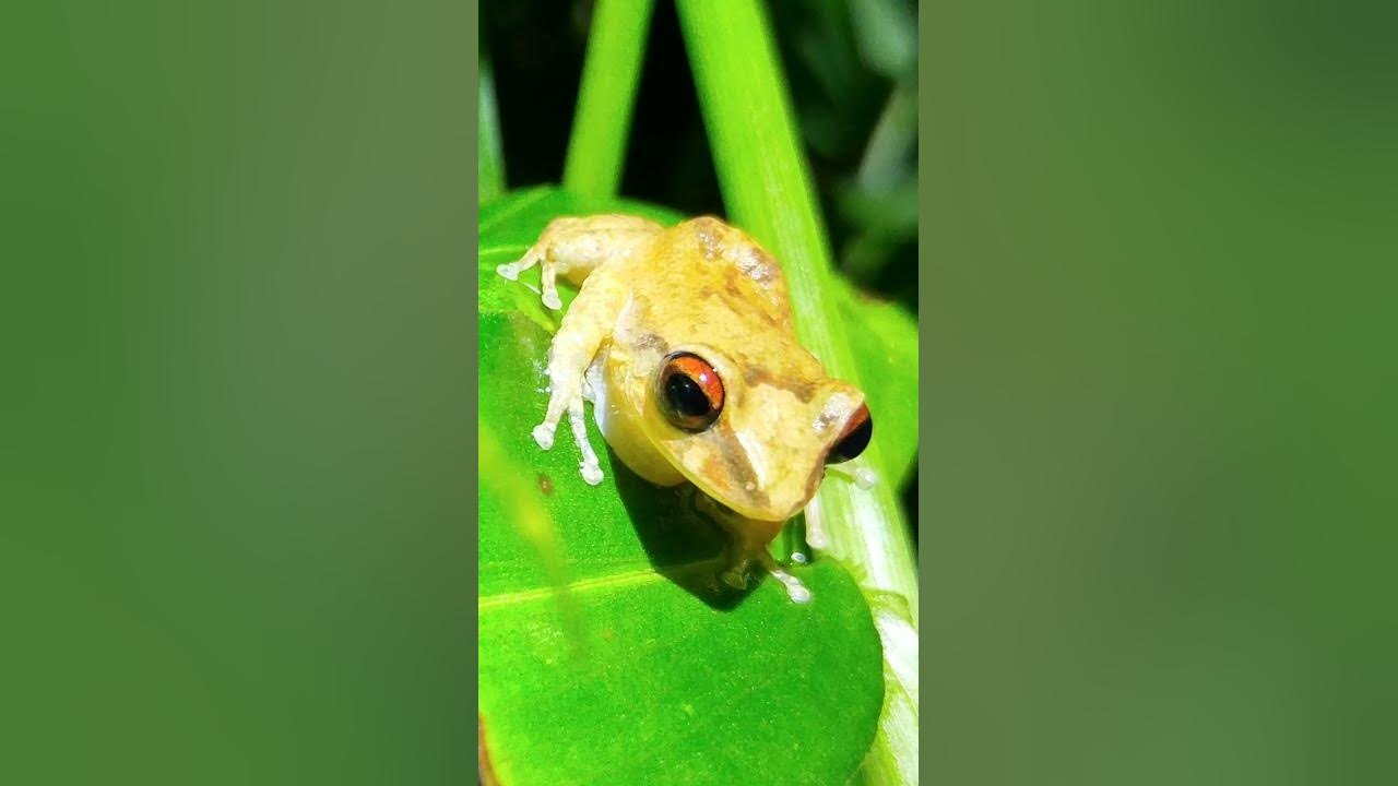 Cool Coqui Cool Coqui