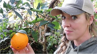 I Learned How to Grow ORANGES in the SNOW from a 89Year Old Man!