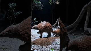 آكل النمل الحرشفي: أغرب حيوان في العالم وأكثرها تهريباً! 🦔 | وثائقي حيوانات نادرة