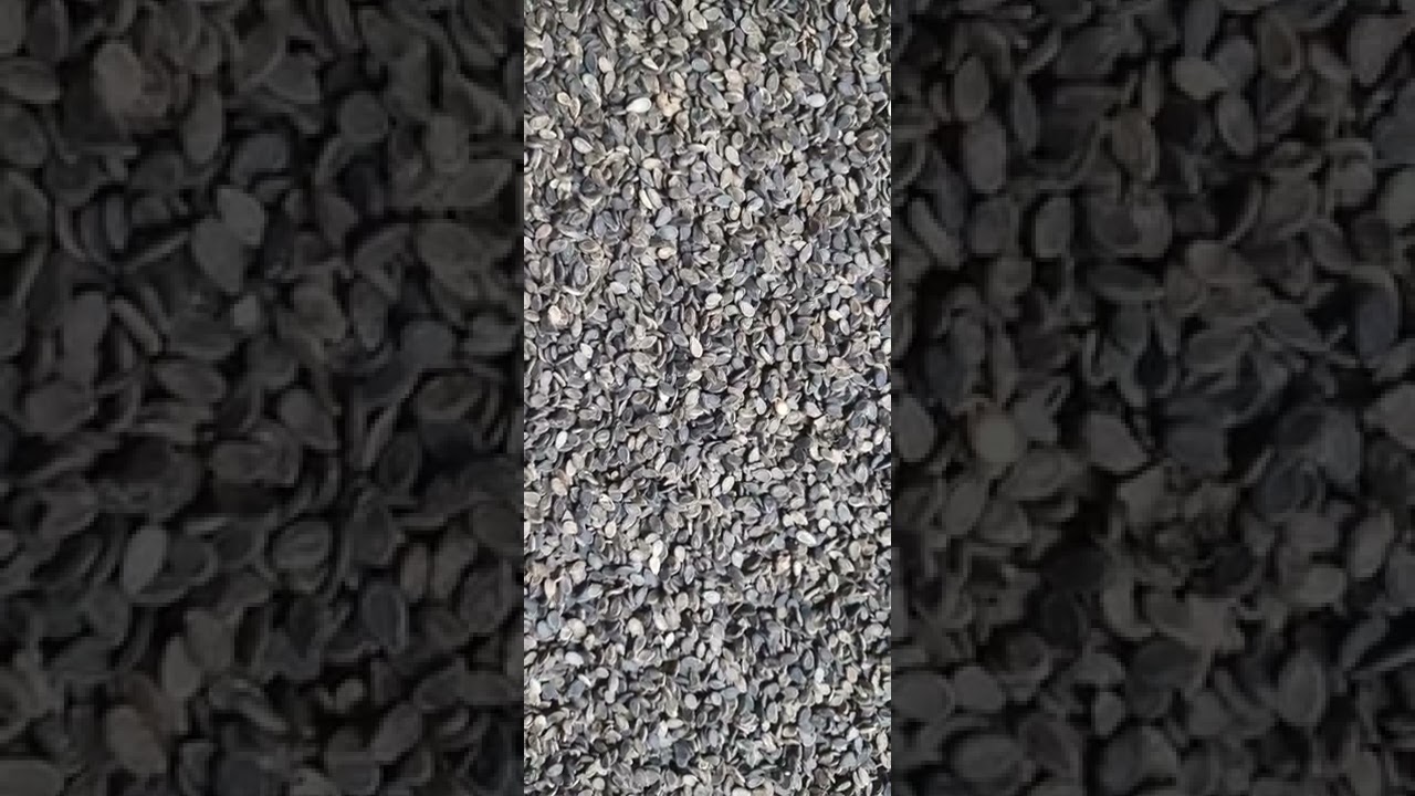 Tinda seed clinic video