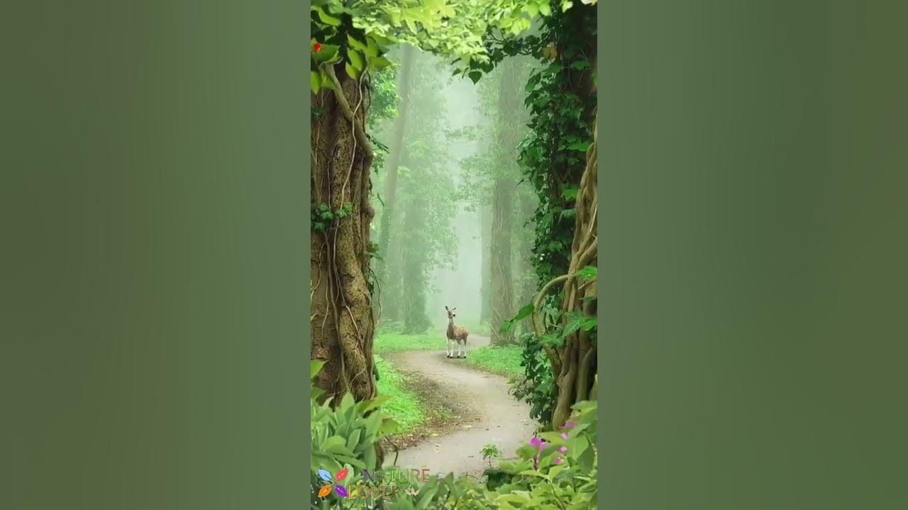 Birds Chirping Sounds For Mood Relaxation | Forest Calmness Nature Video | Birds Sounds