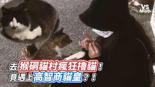 去猴硐貓村瘋狂擼貓！竟遇上高智商貓皇？！｜VS MEDIAｘ ... 