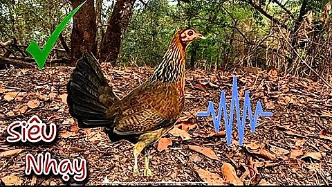 Tiếng gà rừng mái Kêu trống HAY NHẤT 2025✔️ || Poj qaib seev zoo dib tuaj ceev tiag tiag 💯✔️✔️