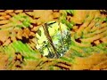 Wwllmm - New Science || Sour Sound Records {Trippy Vizualizer}