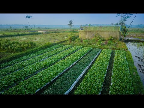 Sayur Dari Sawi