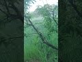Morning clip