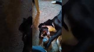 Aussie land orca #dog #comedy #pets #australia #funny #genetics #science