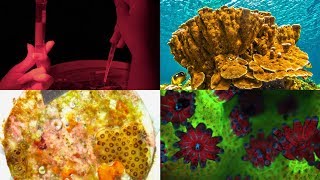 VOS5-7 Full Episode - Human Assisted Corals