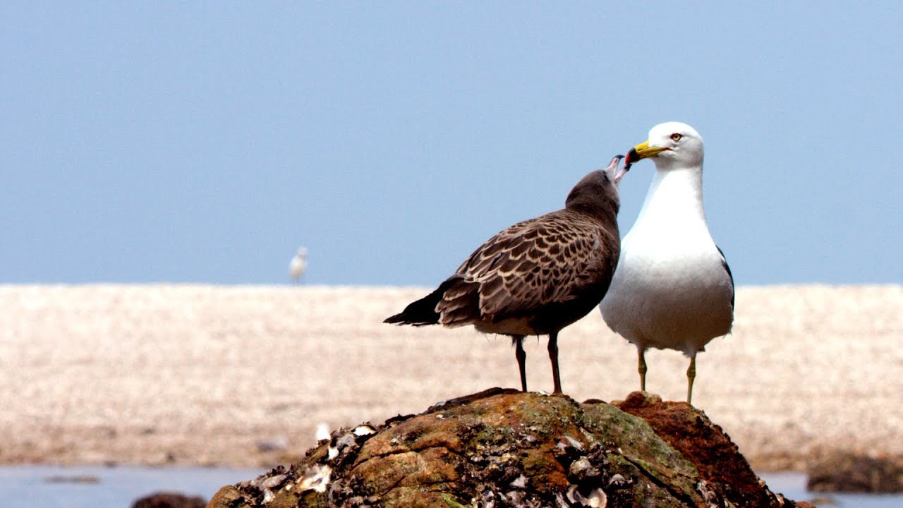 Fauna in Liaodong Bay Series | Ep. 8: An Avian Party