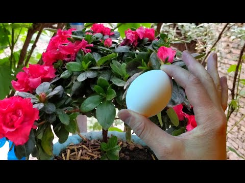 Бесплатная Подкормка Для Бешеного Роста Комнатных Растений!