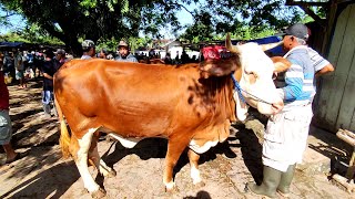 Sapi Babonan Ayu Tenan Pasar Sapi Pon Blora