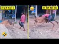 सांड से मस्करी कर रहा था तो सांड ने भी बजा डाला 🤣😂 ll Animal funniest moment recorded on camera p-33