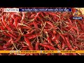 Guntur Chilli Demand Soars, Warehouses Remain Half Empty