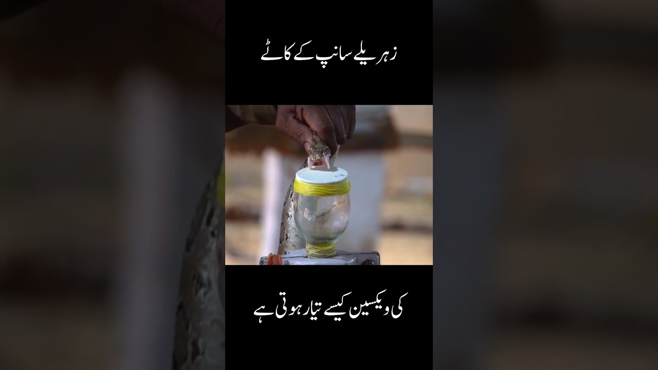 Anti-Venom Kese Tayar Hoti Hy