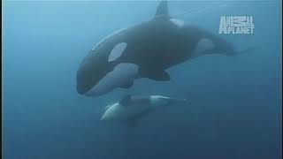 Whales! -Theme from the movie "Orca"