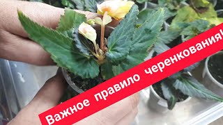 видео: ГЛАВНАЯ причина успешного укоренения!!! картинка: ГЛАВНАЯ причина успешного укоренения!!!