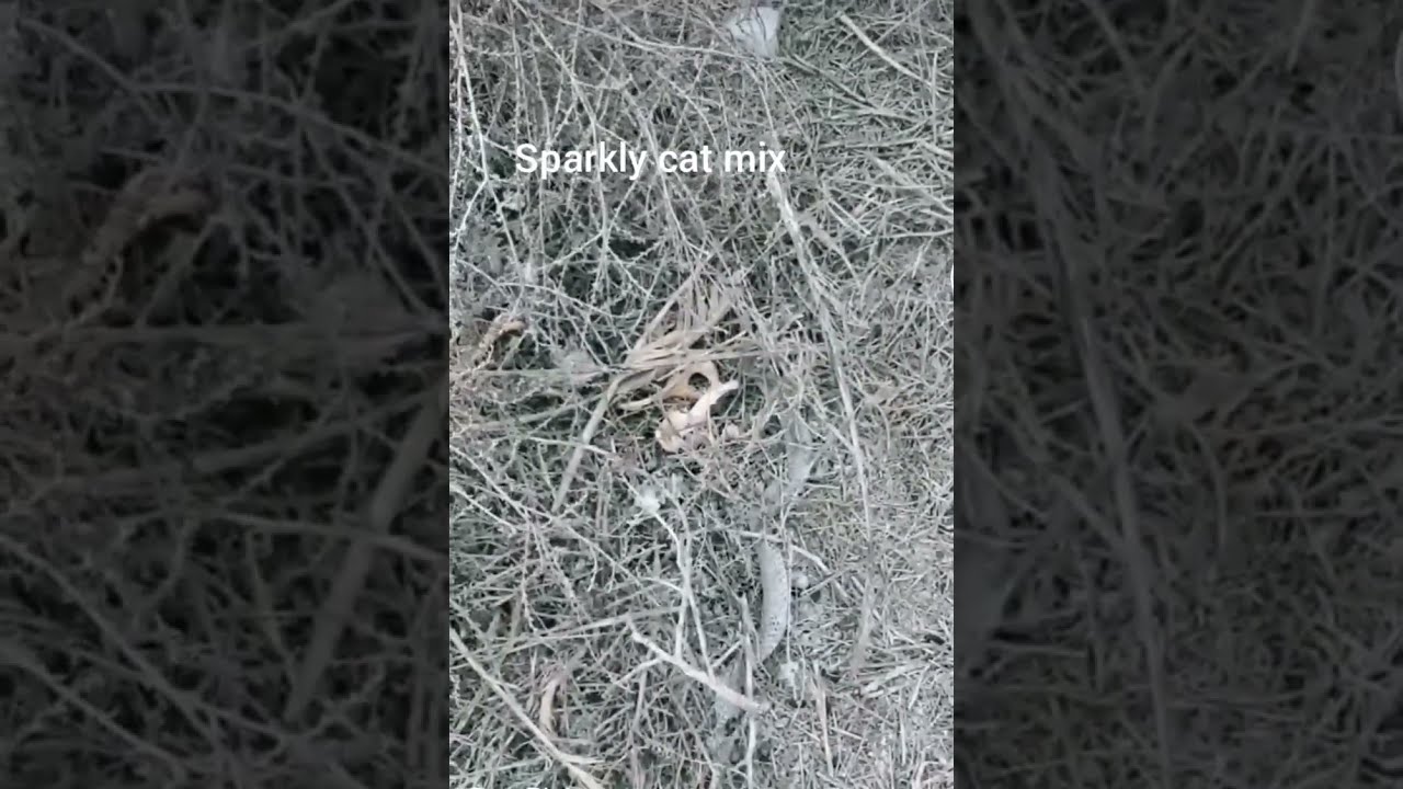 How Many Snakes In One Place