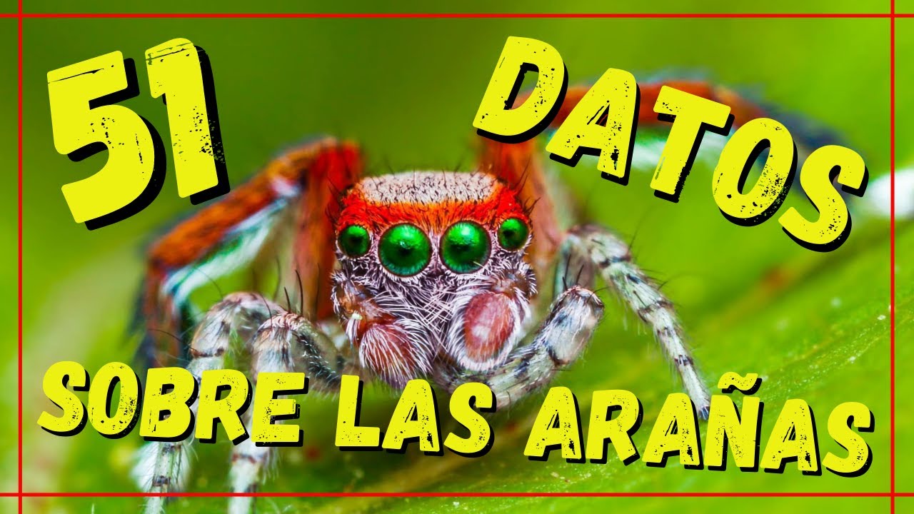 Cuántas patas tiene una araña