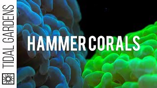 Hammer Coral Care Tips