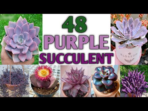 48 Purple succulents | Purple succulent plants identification | Plant and Planting