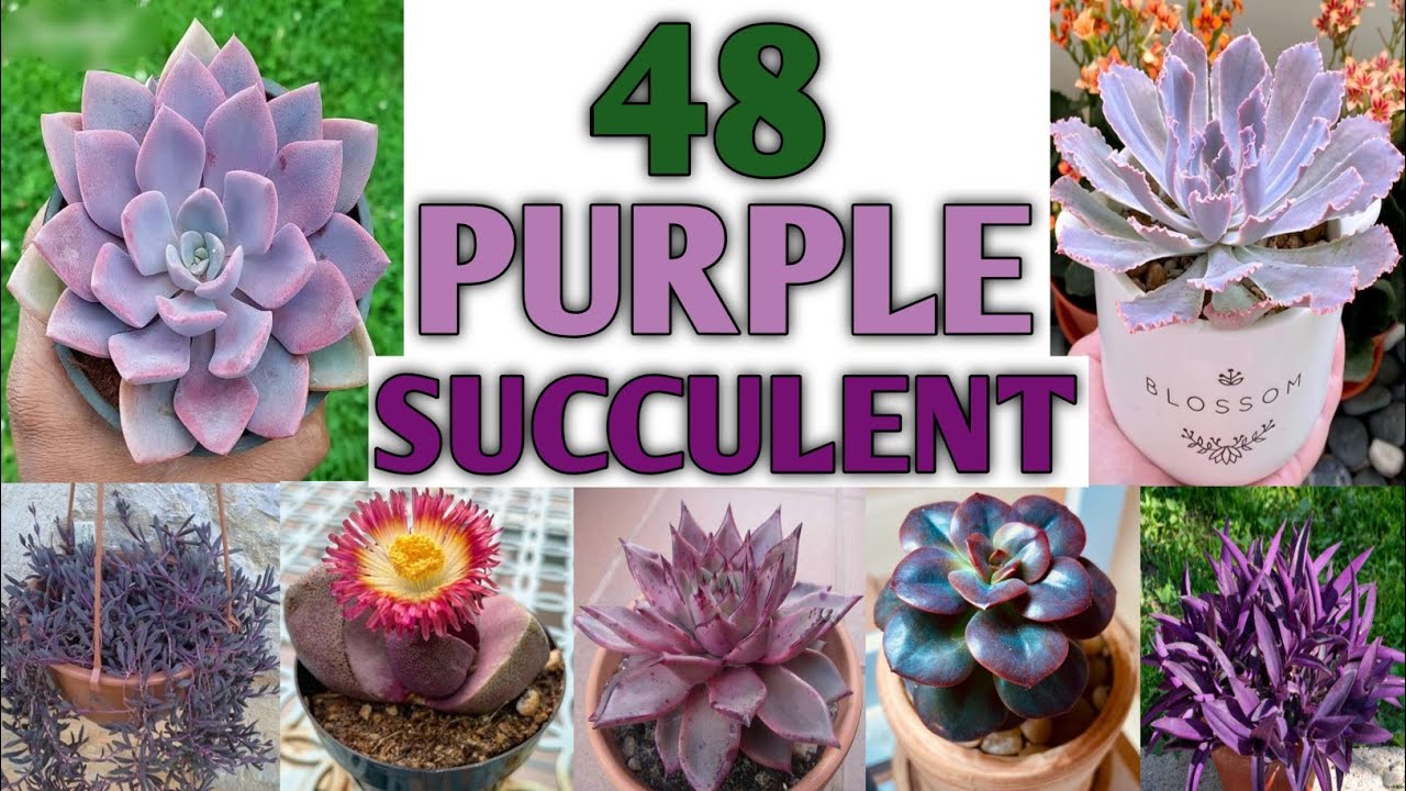 48 Purple Succulents Purple Succulent Plants Identification Plant 48 purple succulents purple succulent plants identification plant