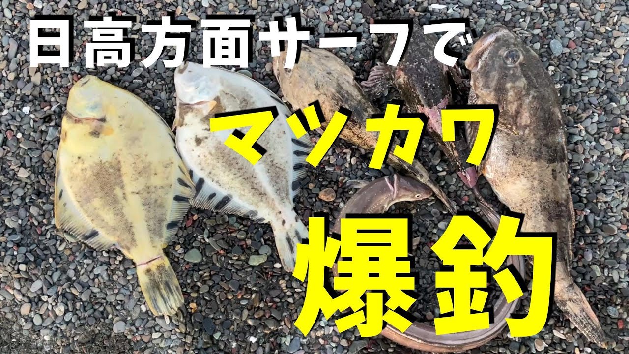 【神回】日高サーフでマツカワ・カジカ爆釣！