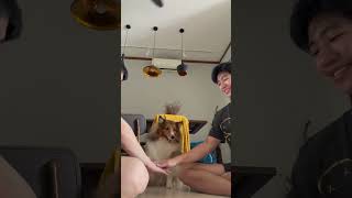 Heartwarming Dog Perfectly Executes Hands Stacking Trend