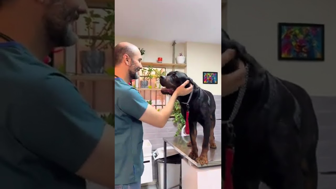 ملاقات با دو غول جذاااب