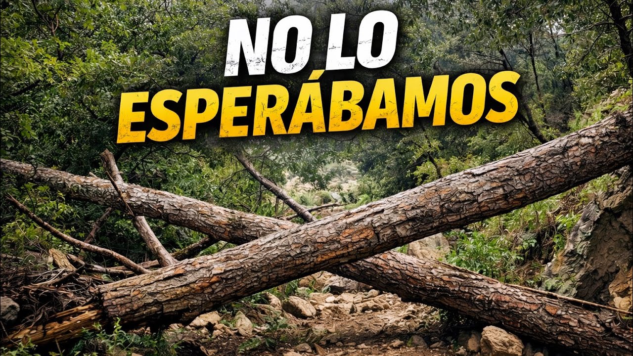 No Esperábamos Esto en la Sierra · Árboles Caídos en Humilladero - Walking Tour POV 4K