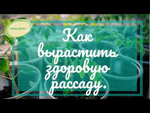 Выращивание здоровой рассады.