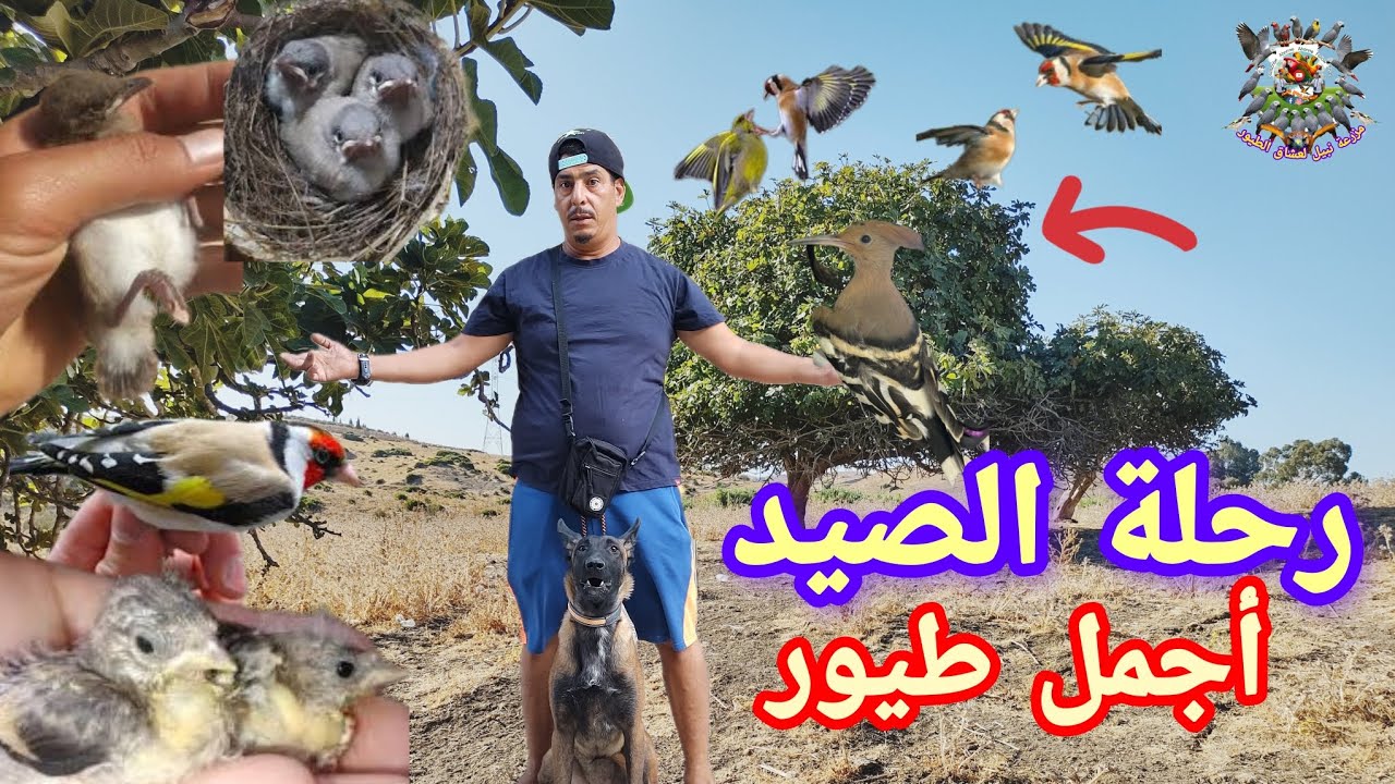 رحلة مشوقه صيد جديد حصيلة متنوعة إستهداف العديد من الطيور الحسون الخضر البلبل والهدهد 👈🏃🏃🥢