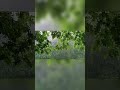 pluie dans la forêt #bruitdepluiesedétendre #bruitdelapluie #asmr