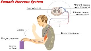 تشريح نظري الجهاز العصبي | الجزء الثاني | قسم التخدير | Anatomy of Nervous System | Part 2
