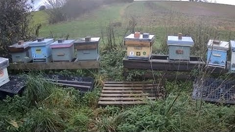 CCTV video of clearing bee hives from the aperie 2xspeed play back