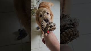 Deus nos presentiou com o melhor ! #goldenretriever #shortspets #pets #dogshorts #doglife #retreiver